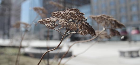 brown lakefront plant