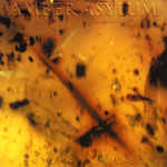 Frozen In Amber