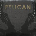 Pelican