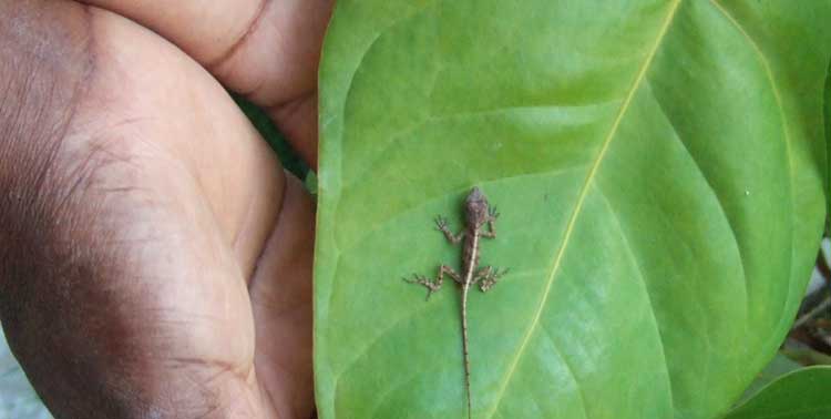 lizard in hand